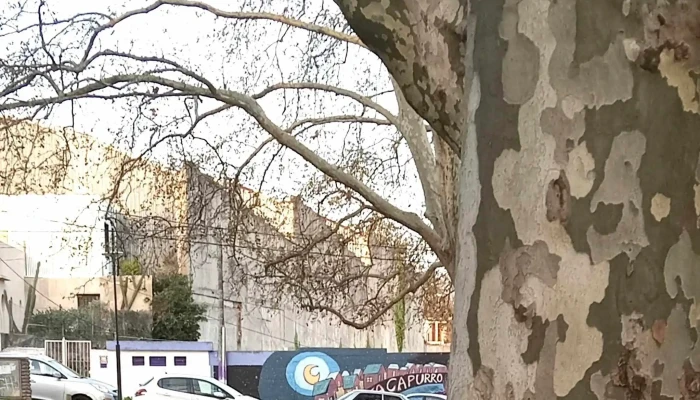 Estadio Parque Capurro -  Comentario 11 - Montevideo