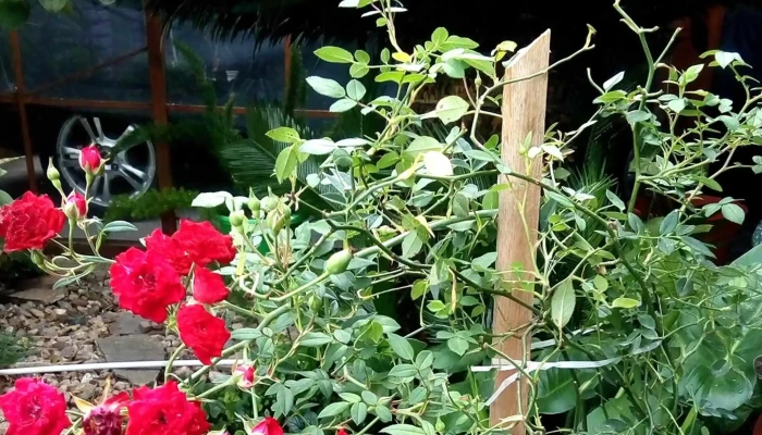 Explora Vivero - San Carlos