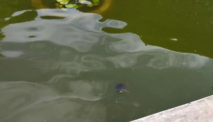 Facultad De Arquitectura Diseno Y Urbanismo Catalogo - Montevideo