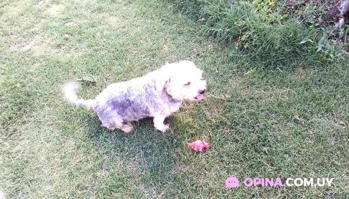 Fede Dafo Todo - Barros Blancos