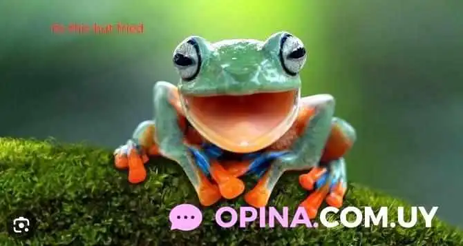 Fennecafe -  Del Propietario - Pajas Blancas