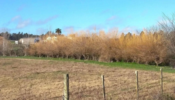 Finca Giacobbe -  Direccion - Montevideo