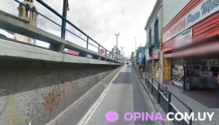 Fini nativo - 11900 Montevideo