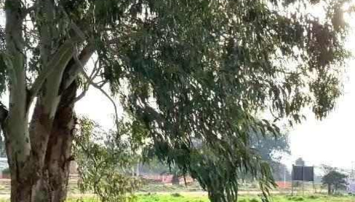 Fraccionamiento Cardenales Ii -  Videos - Progreso