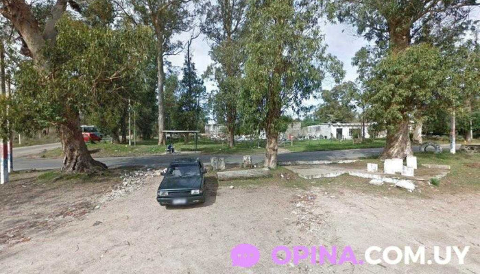 Girasoles del Oeste - Pajas Blancas