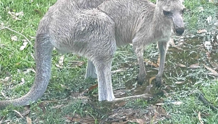 Global Studies Uruguay -  Horario - Montevideo