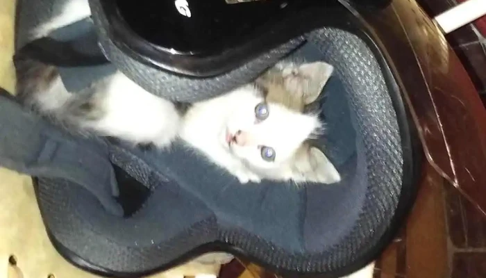 Globos Impresos - 45100 Paso De Los Toros