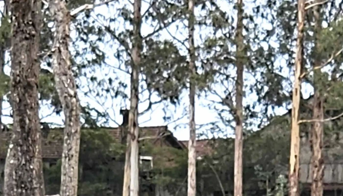 Glorieta Polo B -  Comentario 5 - Montevideo