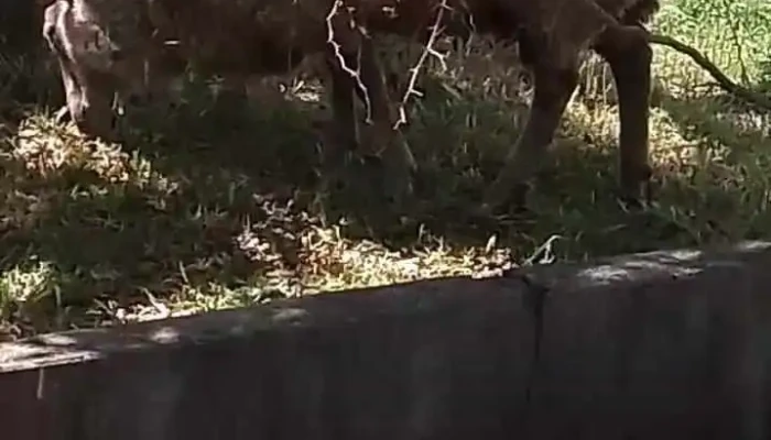 Grafica Germania Videos - Nueva Helvecia