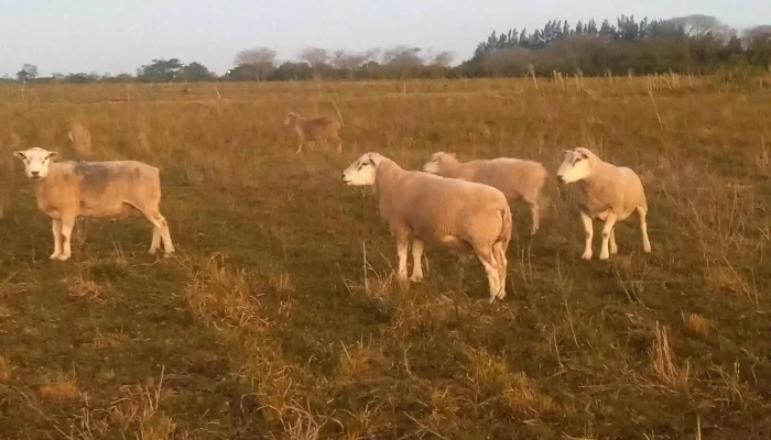 Granja El Mirador -  Del Propietario - Bella Unión