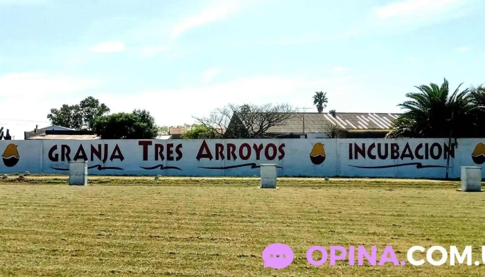 Granja Tres Arroyos Uruguay -    Incubacion Numero - Puntas de Valdez