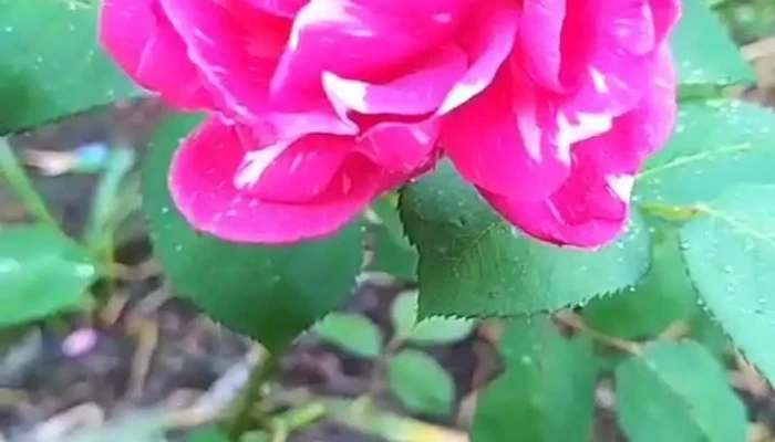 Grido Rio Branco -  Videos - Rio Branco