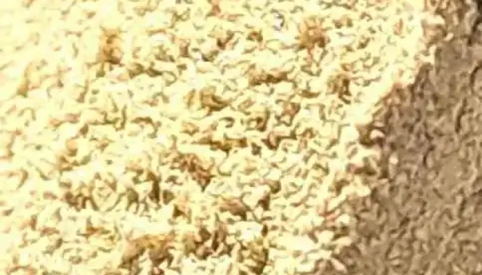 Growshop Colonia del sacramento"SUPERMERCADO Del Cultivo" - Col. Del Sacramento