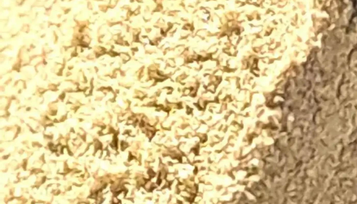 Growshop Colonia Del Sacramentosupermercado Del Cultivo Interior - Col. del Sacramento