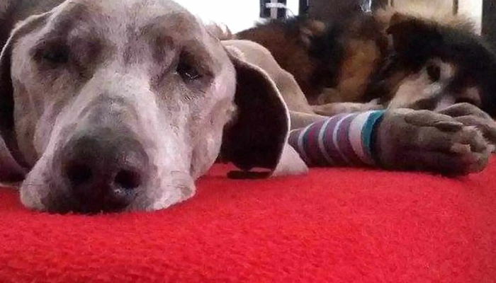 Guazunambi Veterinaria. - Melo