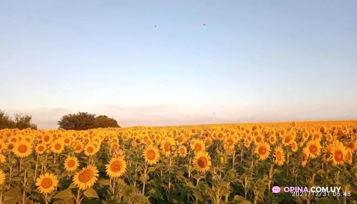 Guichon Todo - Guichón