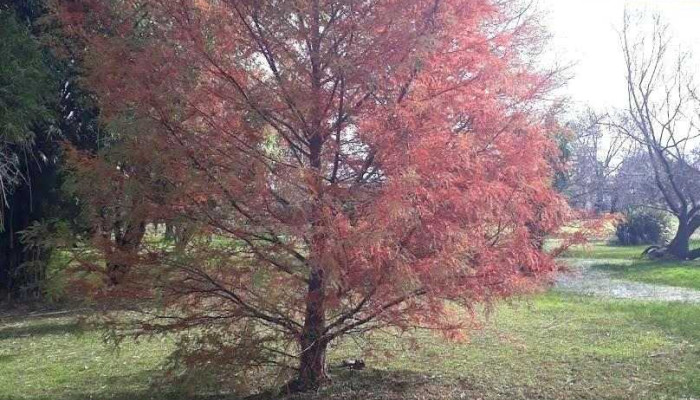 Guscapar - Pan De Azúcar Guscapar - Pan De Azúcar