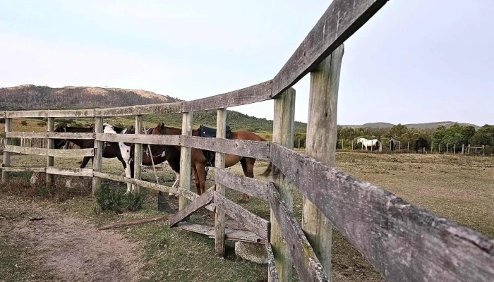 Haras San Francisco -  Promocion - Piriápolis