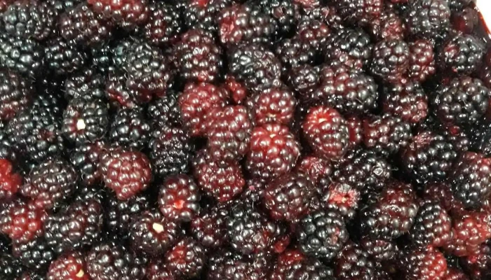 Heladeria Lucchini Todo - Montevideo