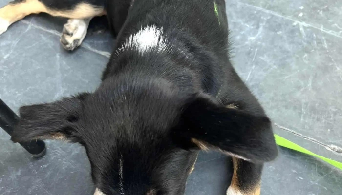 Heladeria Toppo Gigio Comentario 2 - Mercedes