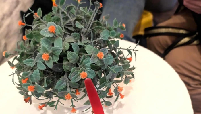 Helados Artesanales El Cali -  Comentario 2 - Col. del Sacramento