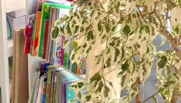 Hello Papeleria Videos - Maldonado