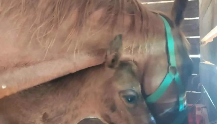 Hospital Equinos Melo -  Caballo - Melo