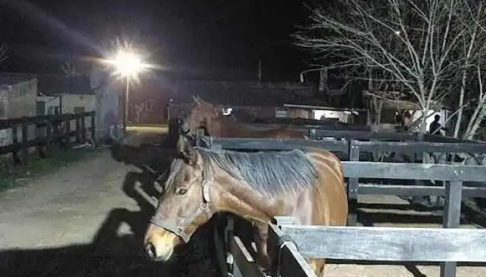 Hospital Equinos Melo - Melo