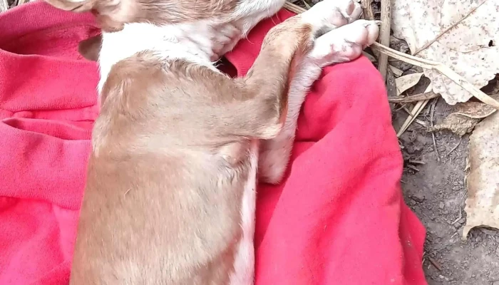 Hospital Veterinario "El Cimarron" - Barros Blancos