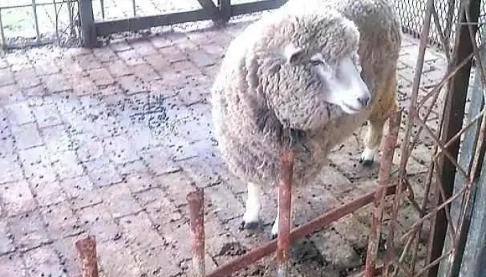 Hostal Punta Pueblo -  Videos - San José de Mayo