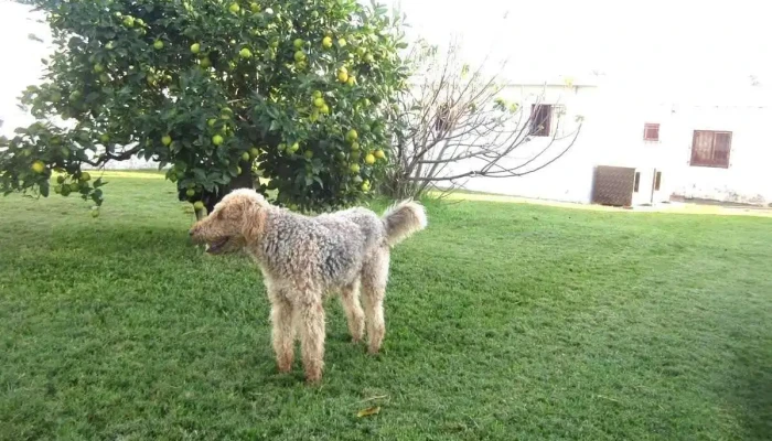 Hotel Los Mimosos Pensionado Para Perros - 87 Solar 53