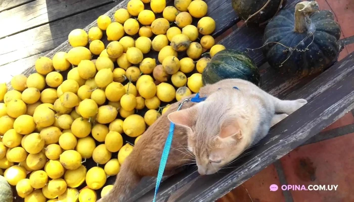 Hotel Posada Medanos Comida Y Bebida - Ciudad de la Costa