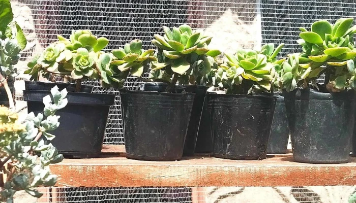 Huceba Huerta Comunitaria Opiniones - Montevideo