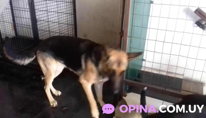 Huellitas Veterinaria -  Perro - Paysandú