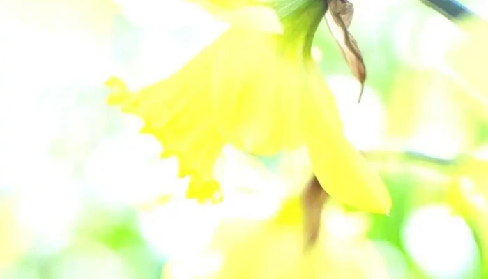 Il Mare Blu -  Videos - Pinamar