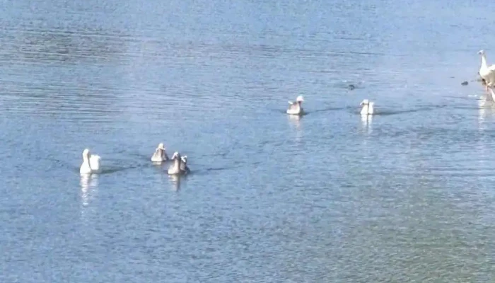 Indico Pizza Bar -  Videos - Ciudad de la Costa