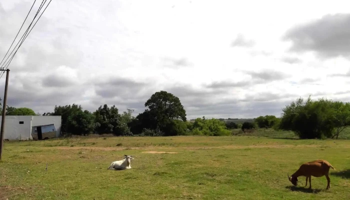 Ingles Silver De Los Visitantes - Solís de Mataojo