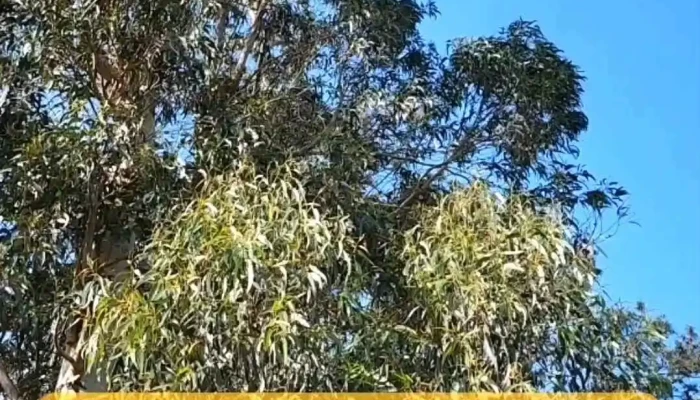 Inmobiliaria Inmoventas Videos - Punta del Este