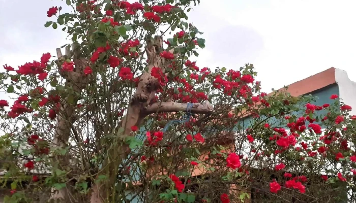 Inmobiliaria Melo - Melo