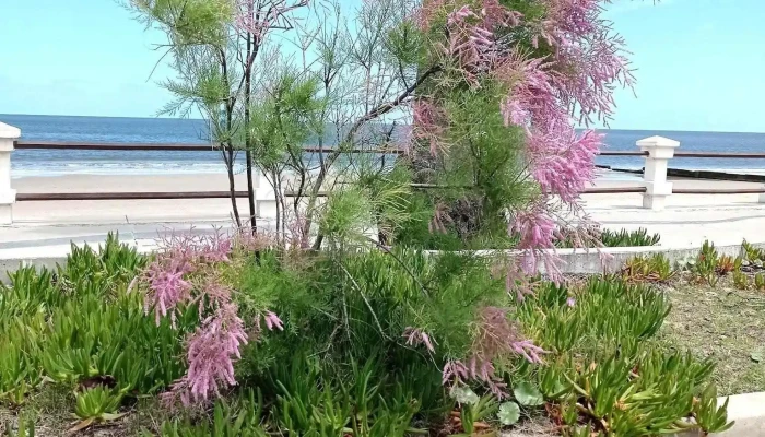 Inmobiliaria Noel -  Paisaje - Piriápolis