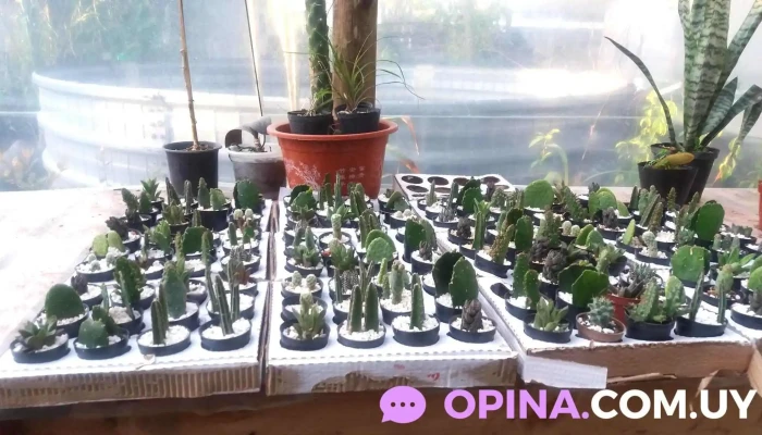 Jardin Escondido Interior - Juan L. Lacaze