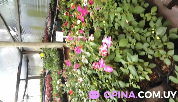 Jardin Escondido Videos - Juan L. Lacaze