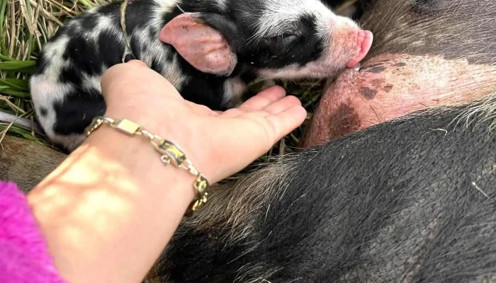 Jardin -  Sus - Montevideo