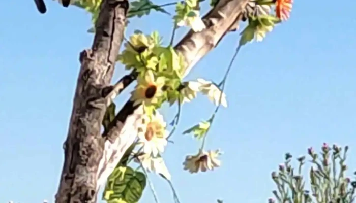 Juan Lacaze -  Videos - Juan L. Lacaze