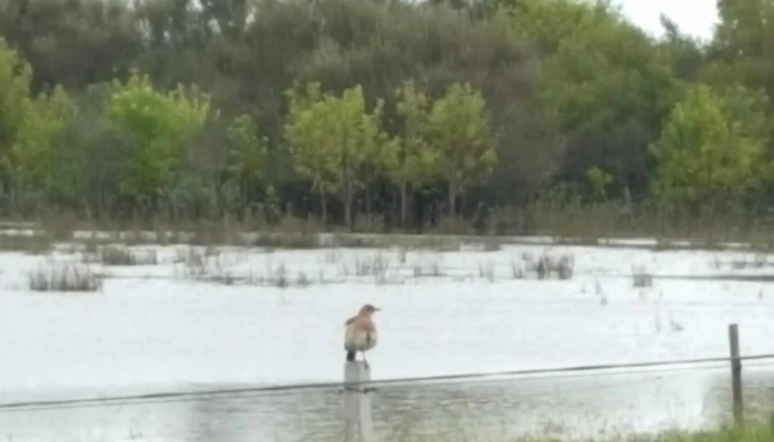 La Aguada -  Abierto Ahora - Soca