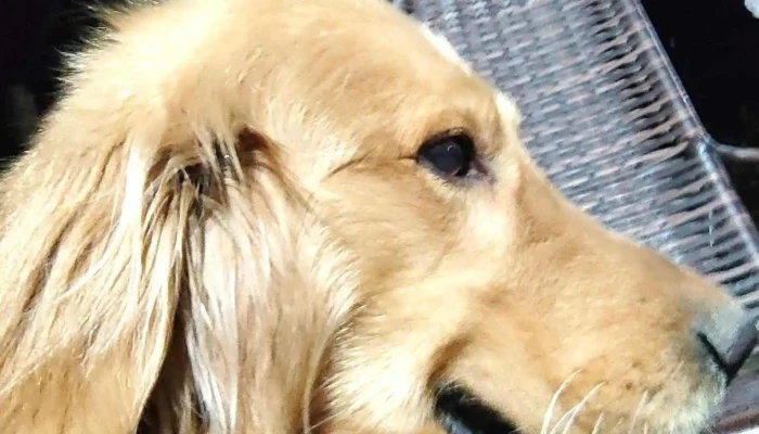 La Blusera Pizzeria -  Del Propietario - Salto