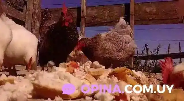 La Cachila De Pepe -  Videos - Florida