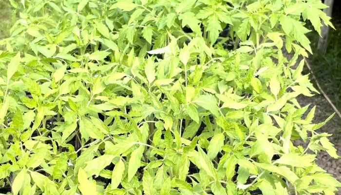 La Chacra De Milan -  Abierto Ahora - San Carlos