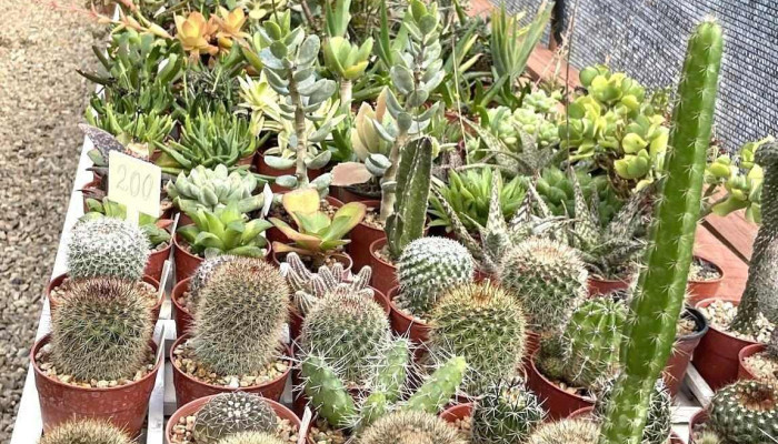 La Chacra De Milan -  De Los Visitantes - San Carlos