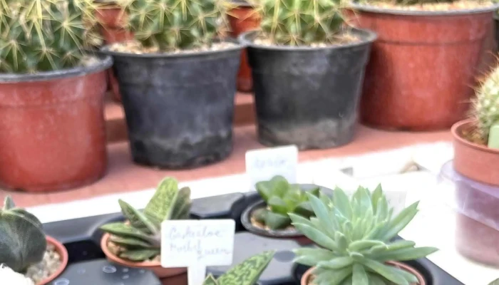 La Chacra De Milan -  Donde - San Carlos